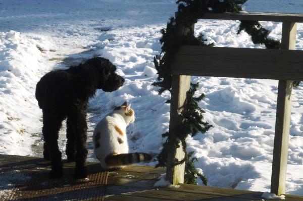 /Images/uploads/Humane Society of Utah/HSUCalendar/entries/1610thumb.jpg